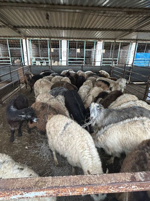 Ешкілер сатылады