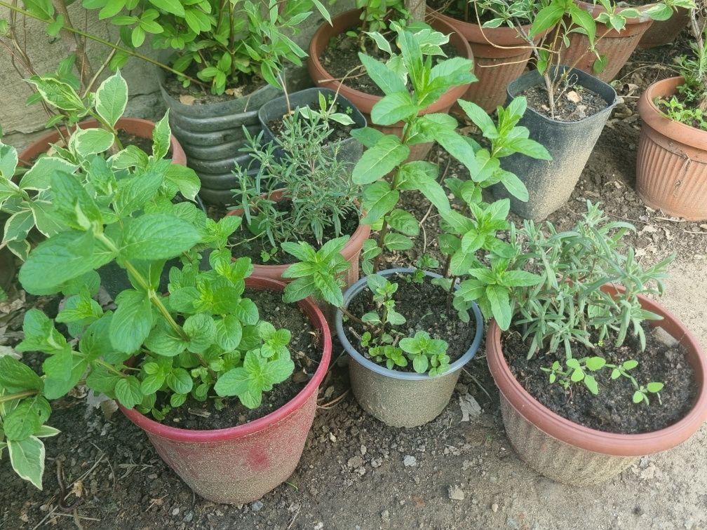 Rozmarin ,menta medicinala aromata izma,menta piperita