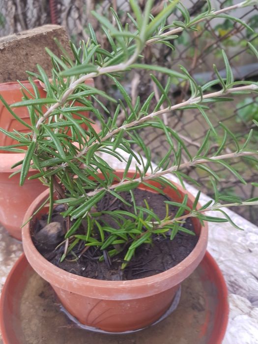 Aloe vera planta la ghiveci