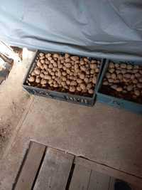 Семена Картофи Сорая налични около 50 кг