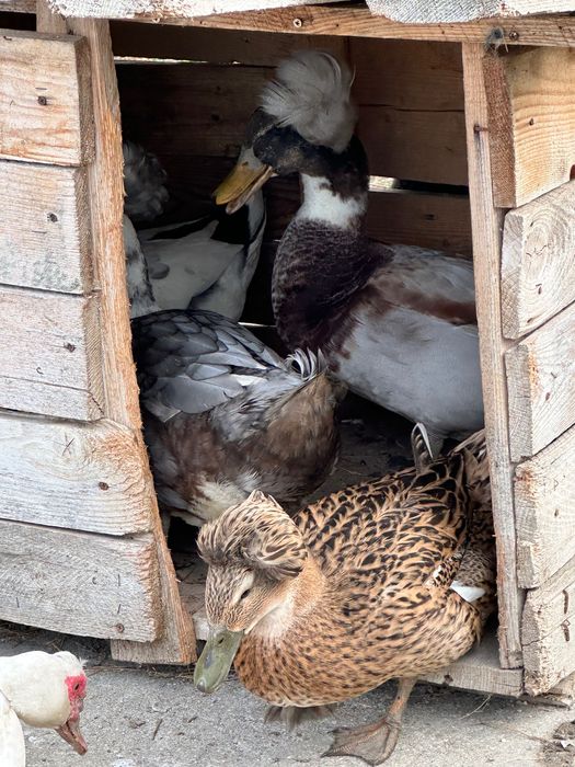 Vând cocoși rațe și ratoi