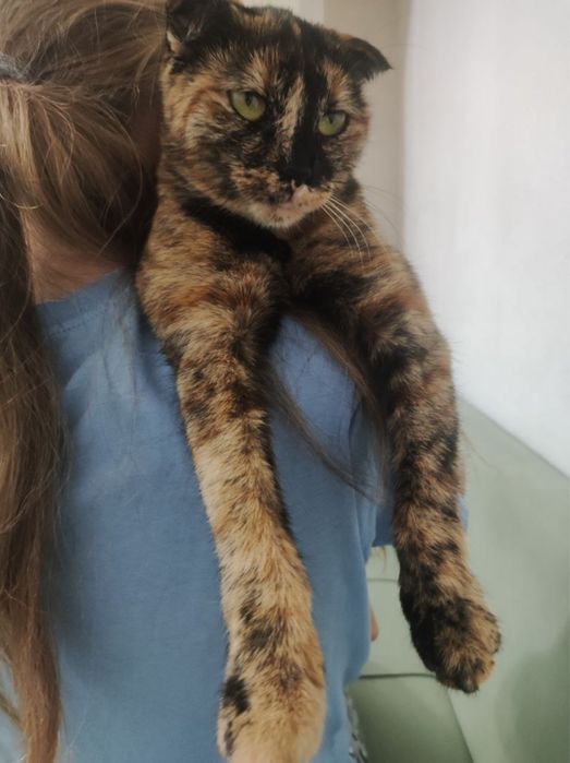 Котенок вислоухий, девочка