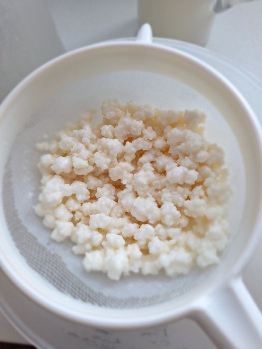 Ciuperca tibetana pentru lapte kefir