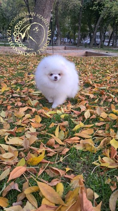 Померанский шпиц