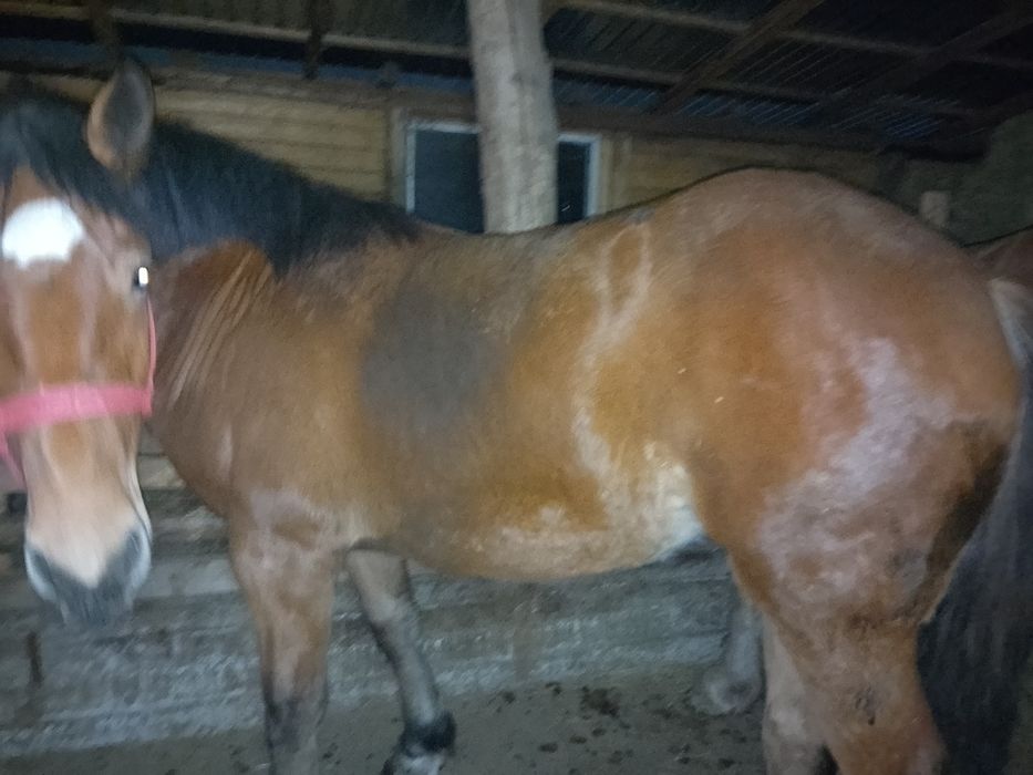 Vând doua mânze tinere și frumoase