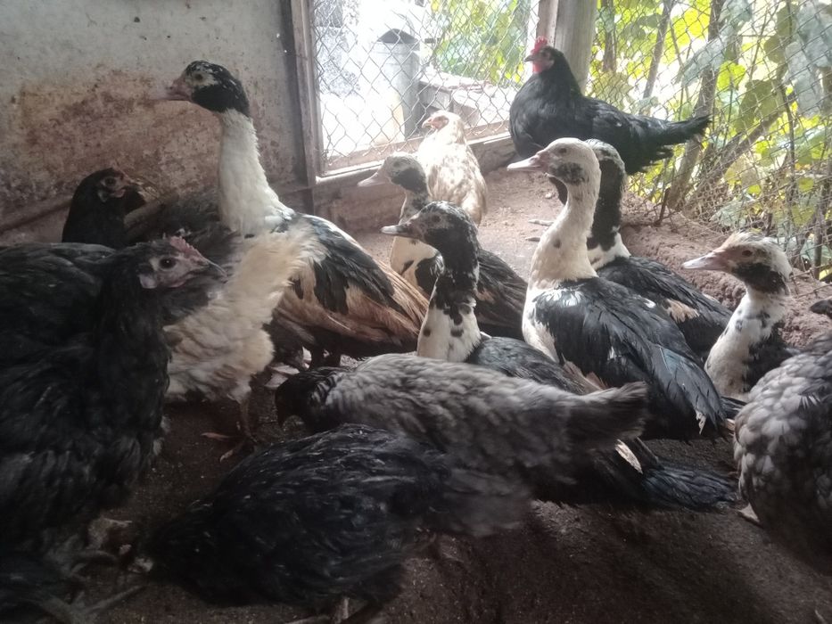 Неми(мускусни)патици на 6,5месеца