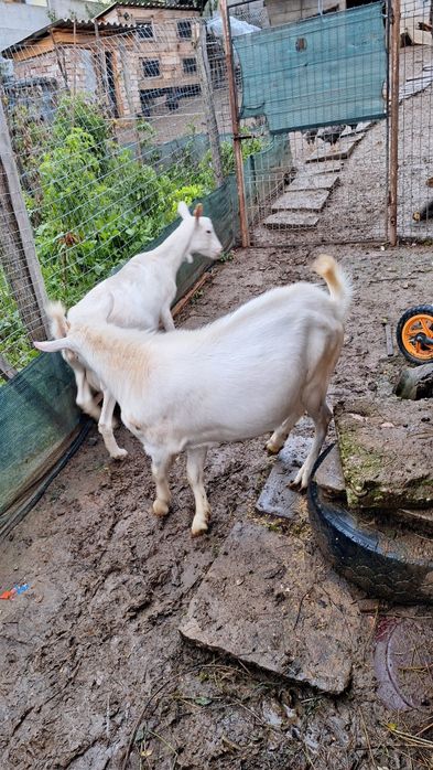 Vânt rap rasa sannen. 20 lei kg