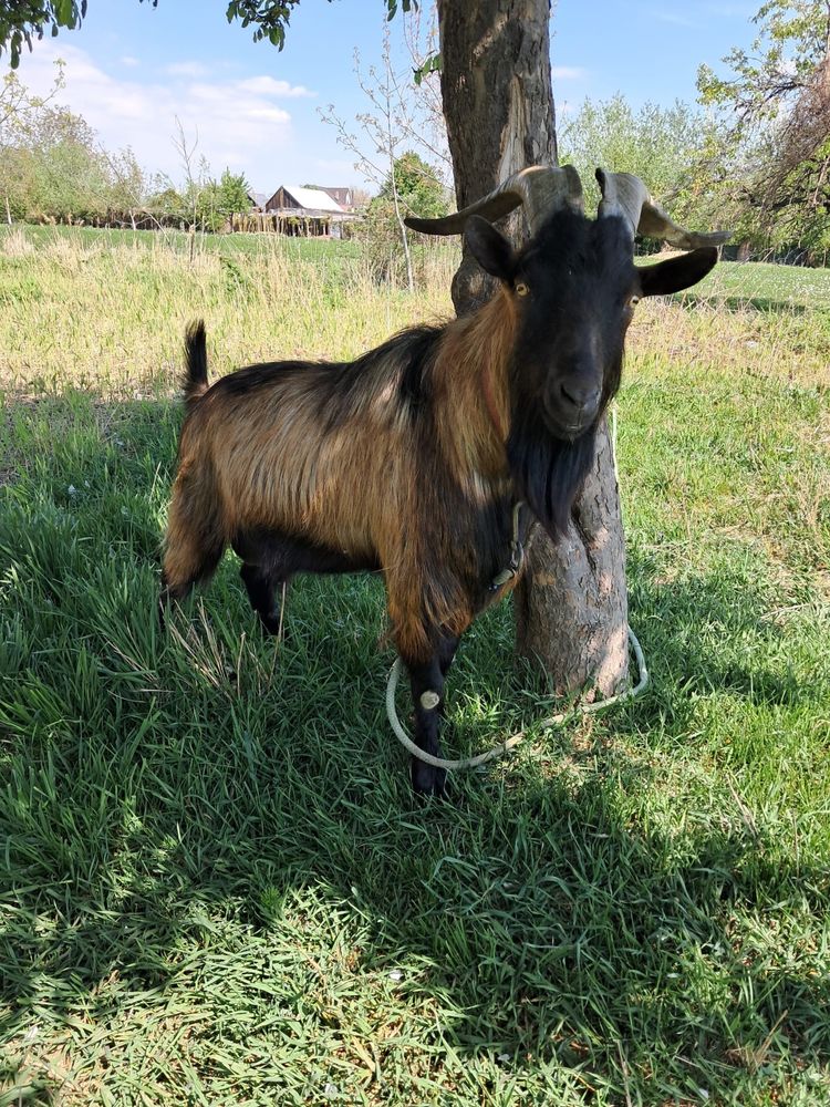 Țap Alpin Francez din gemanari, 2 ani