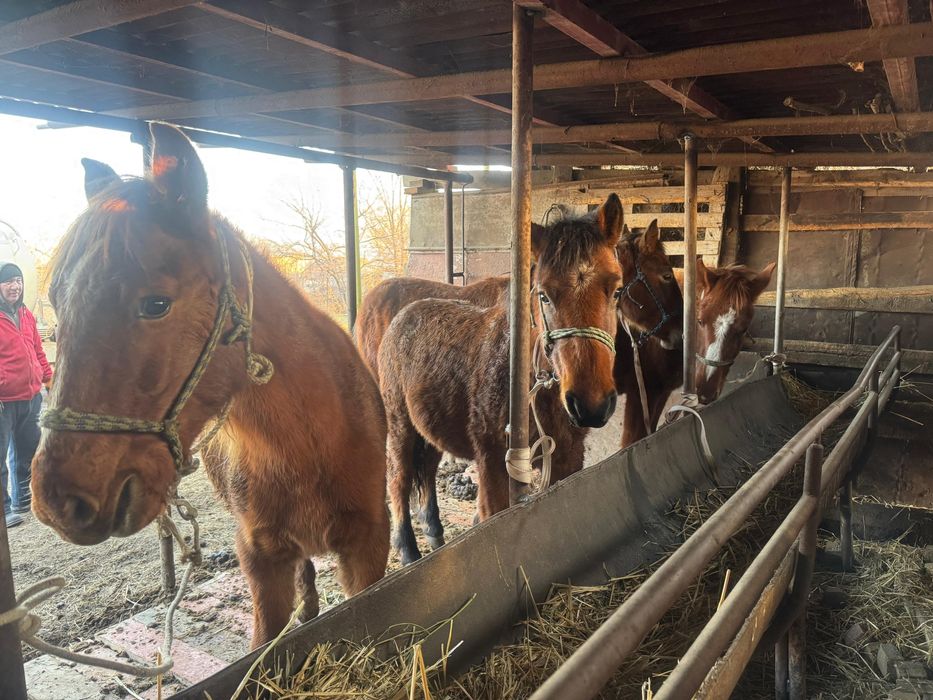 Полтарашкалар сатылады