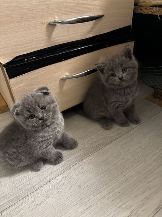 Котята фолд страйт