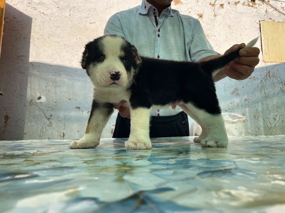 Щенок алабая ( мальчик )