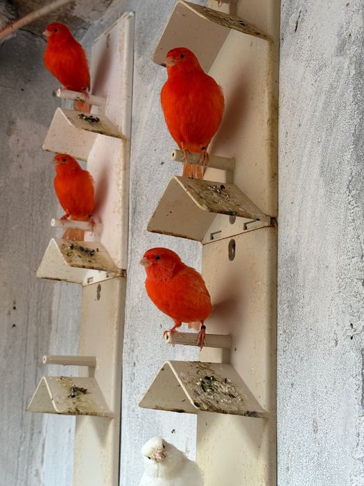 Canari roșii de vanzare