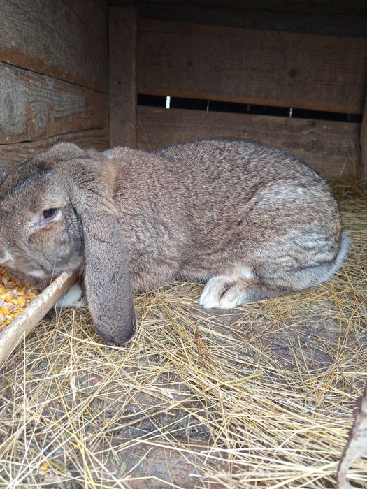 Mascul berbec german din părinți buni la un preț bun