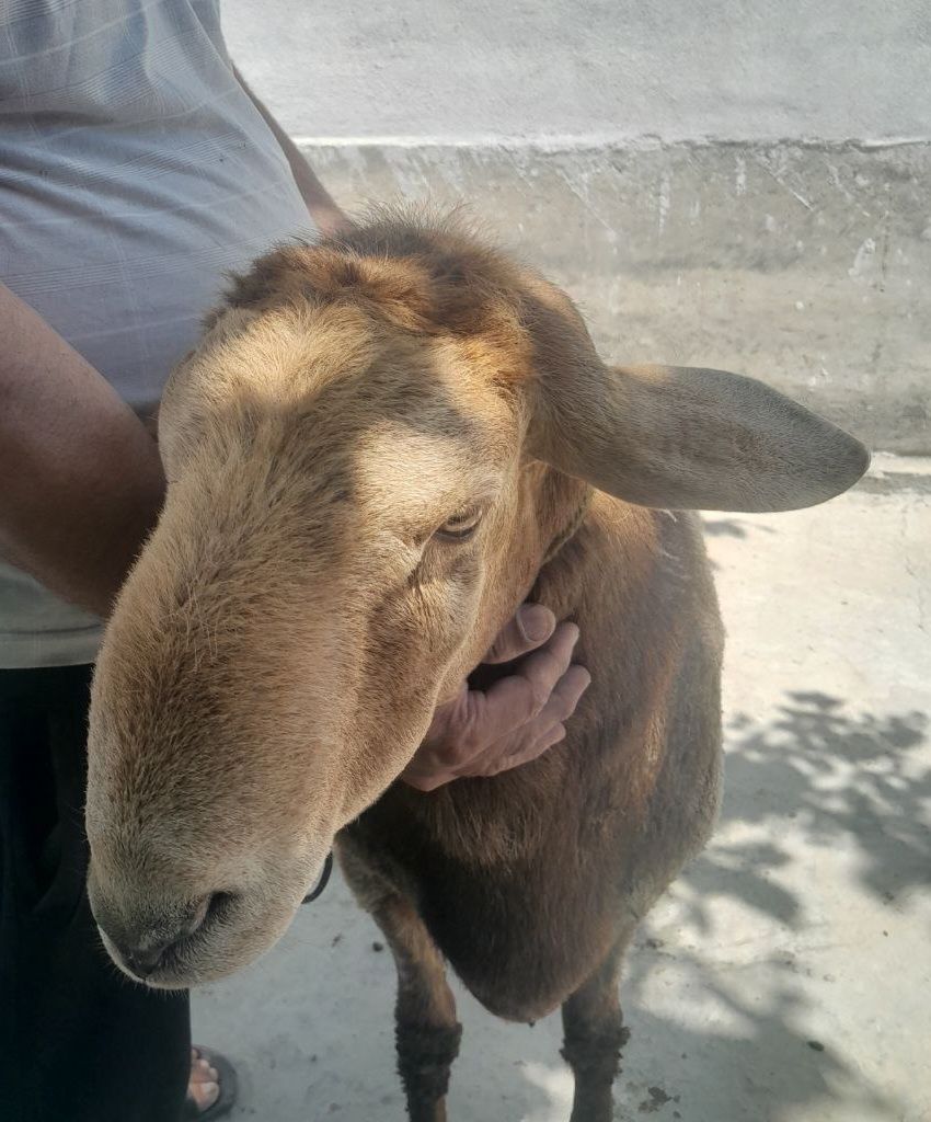 Arashan parodali qoʻchqor sotiladi