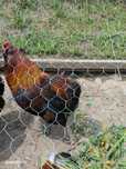 Cocosi araucana 2025
