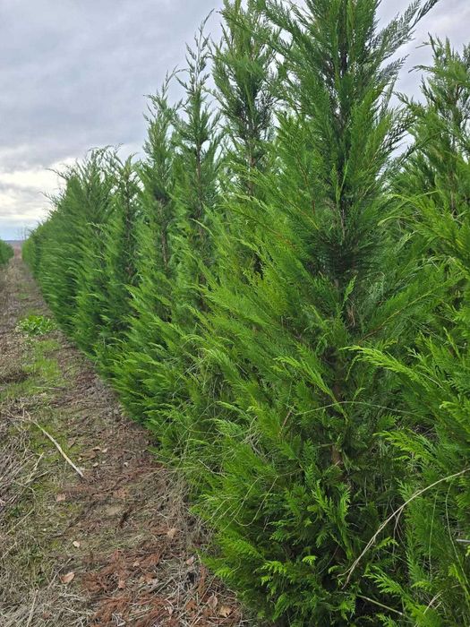 Chiparos Leylandii diferite dimensiuni preț accesibil