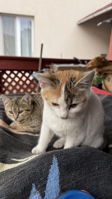 Pisici pentru adoptie