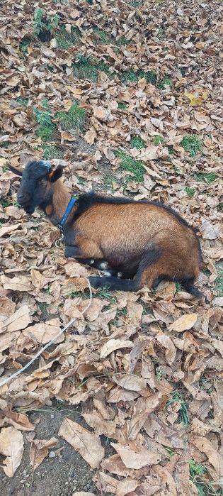 Vând țapi rasa Alpina Franceza