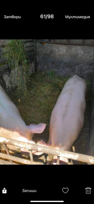 Прасета свинско месо