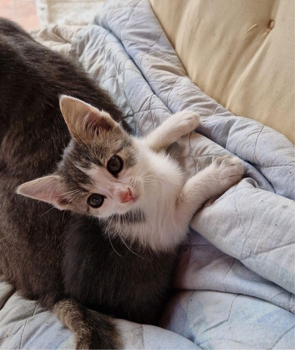 Pisica spre adoptie