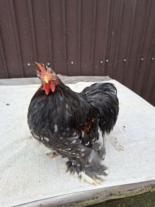 Vând cocoși Cochinchina pitic