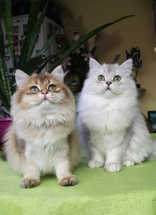 Британски дългокосмести котенца