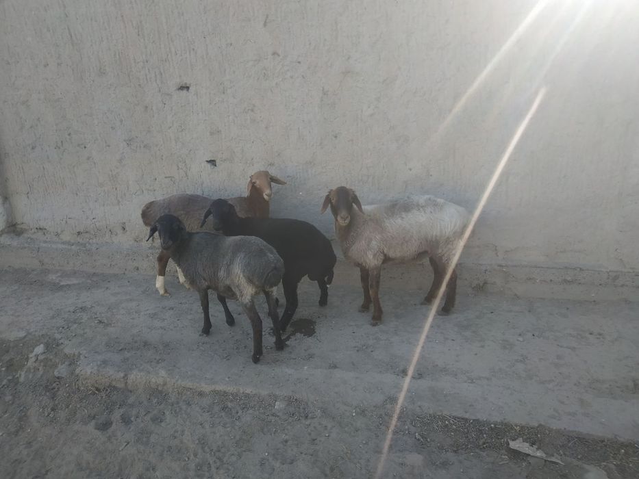 Qo'ylar sotiladi