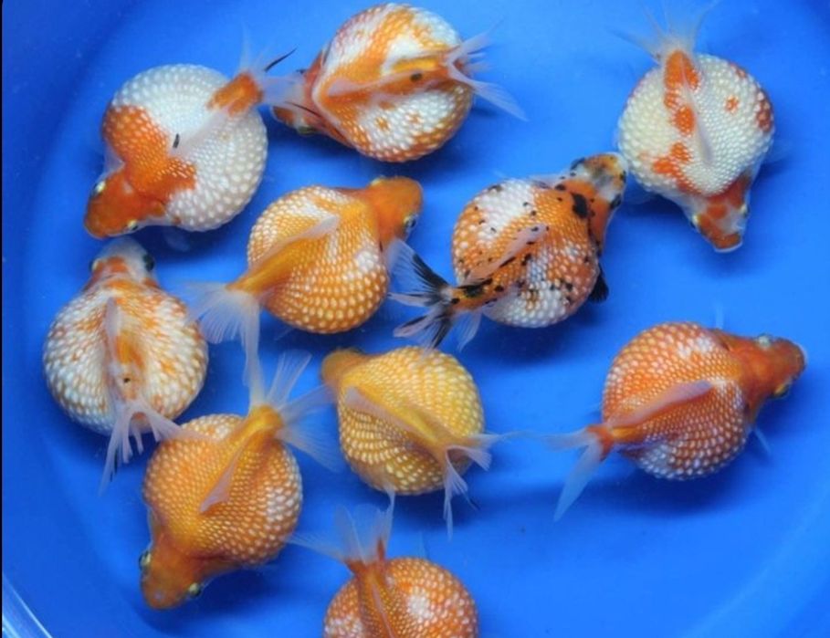 Золотые рыбки Жемчужены Оранда Телескоп Оранда Красная шапочка