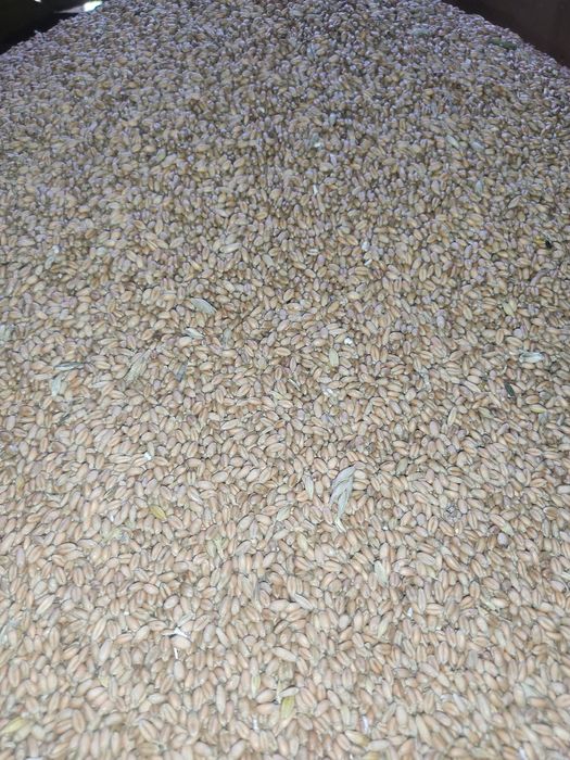 Vând porumb, grâu și triticale de calitate