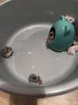 Donez hamsteri de companie