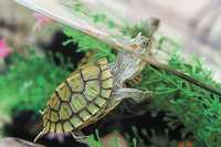 Краснаухая черепаха аквариумные водяные suv toshabqalari