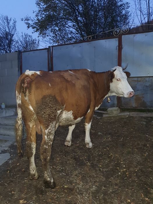 Vând vaca de lapte
