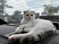 Вислоухий котенок