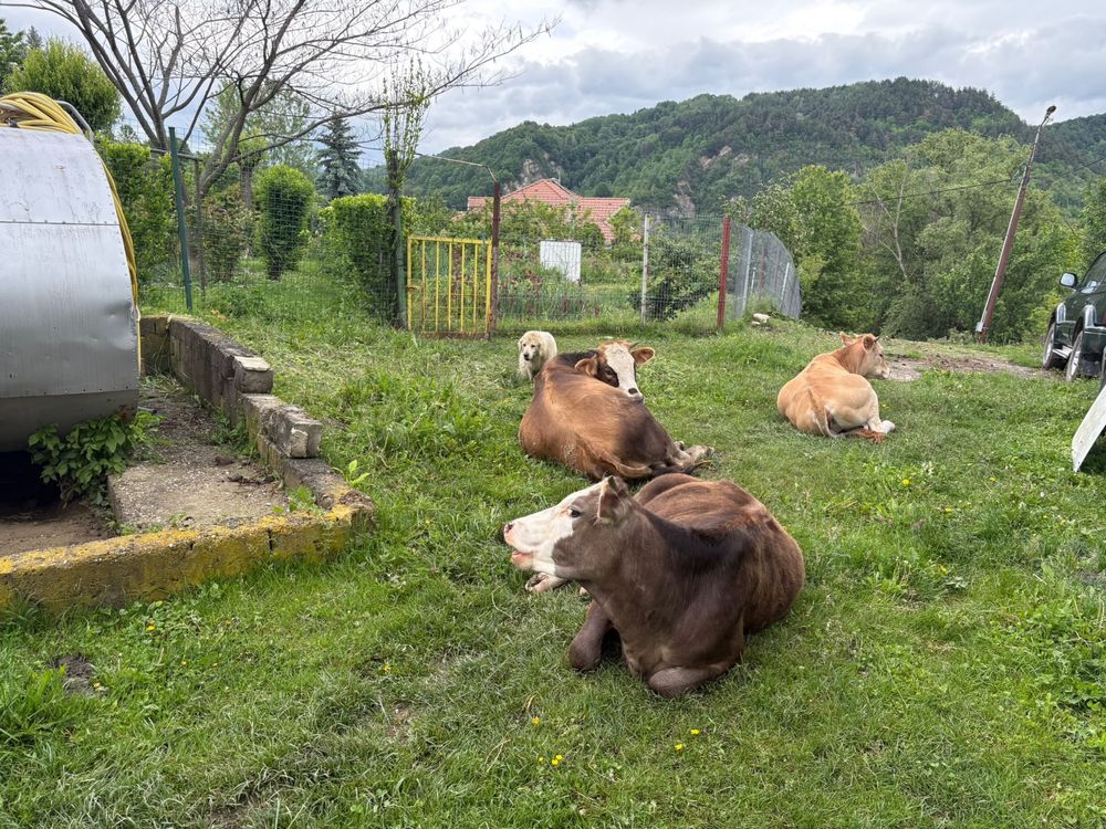 Juninci baltata romaneasca de 1 an si 6 luni