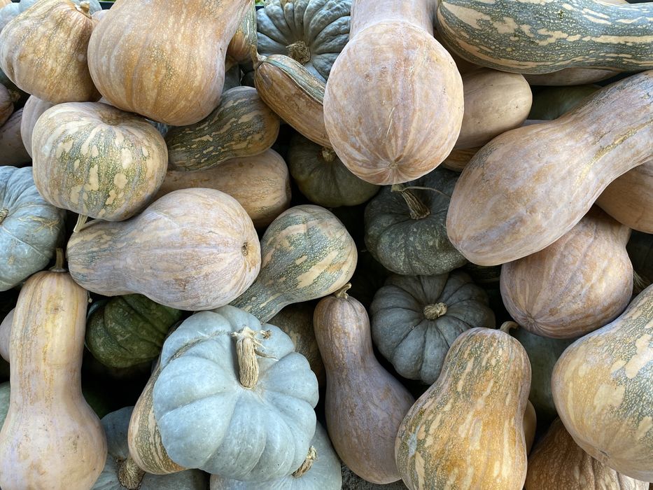 Продам тыкву домашнюю