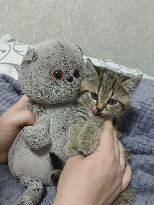 Отдам котенка девочка