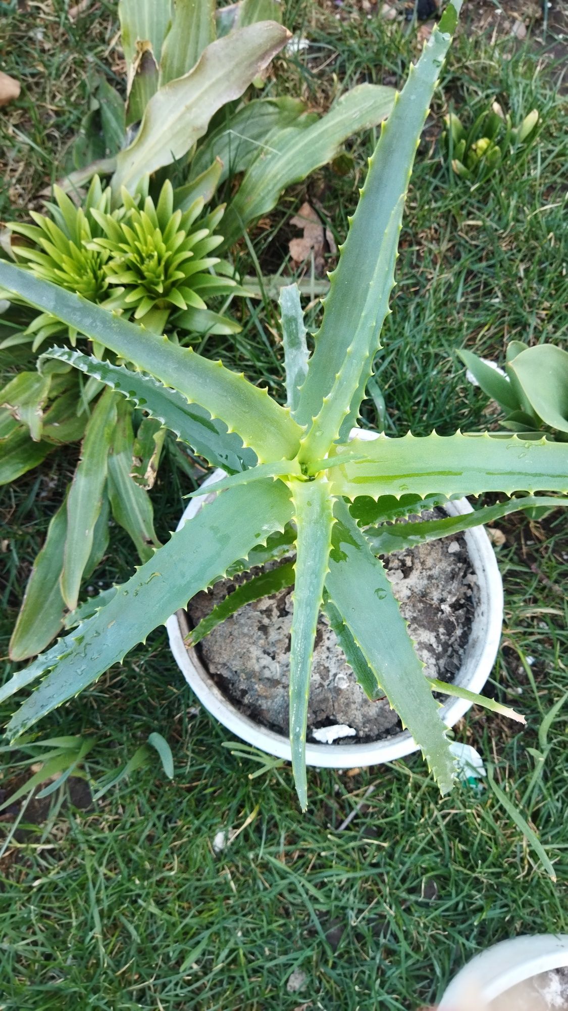 Aloe Vera plante de interior