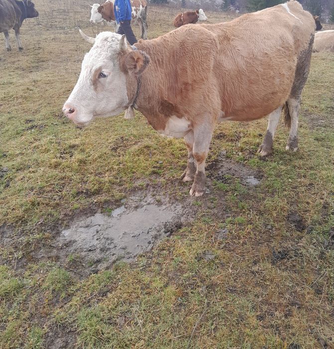 Vând vaca baltata bună de tinut