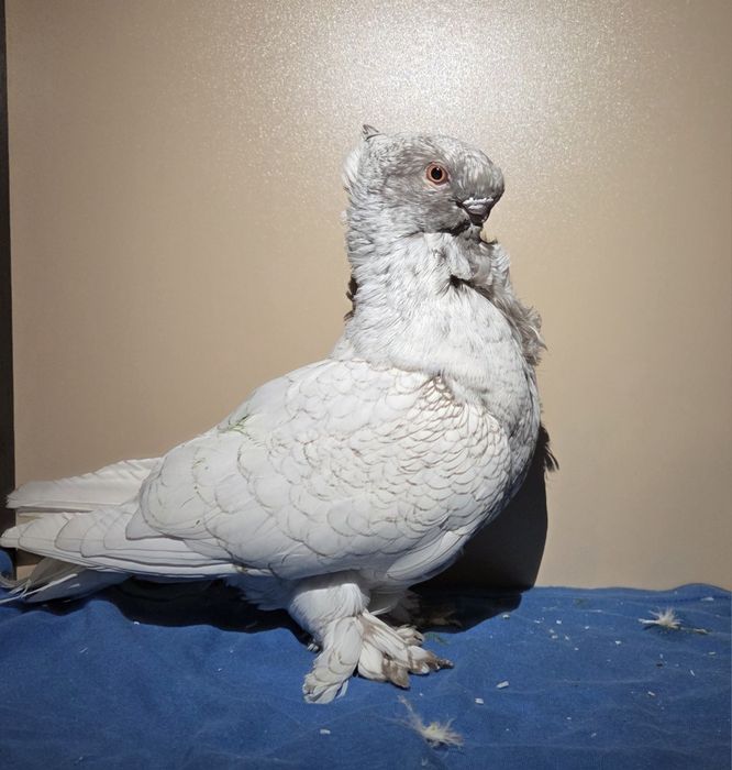 Porumbei de ornament blondineti