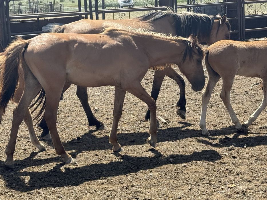 Бие, Тай, тай байтал