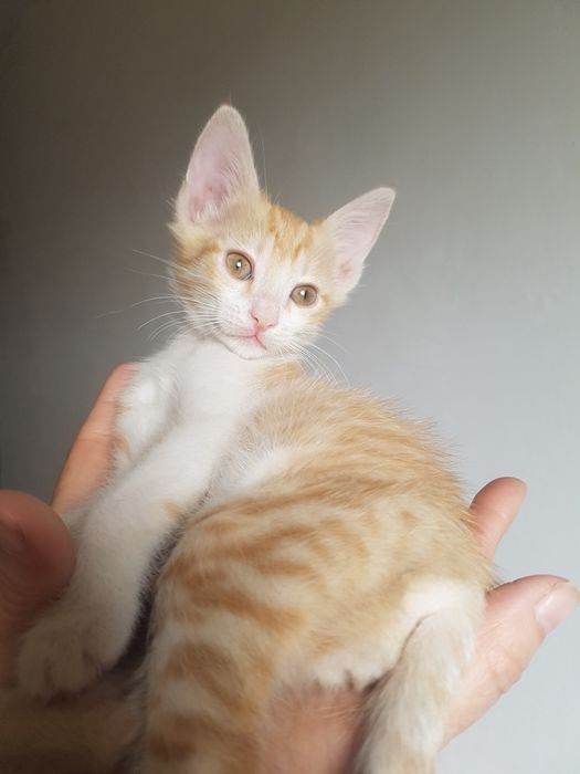 Котёнок 3 месячный.