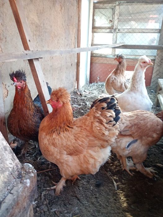 Тауықтар Куры красотки