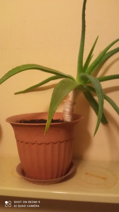 Продам алоэ вера.