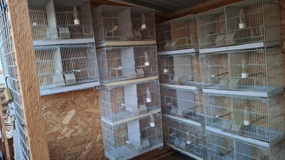 Colivii 503 canari,papagali