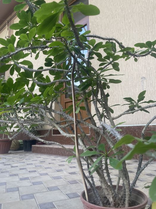 Молочай по хорошей цене