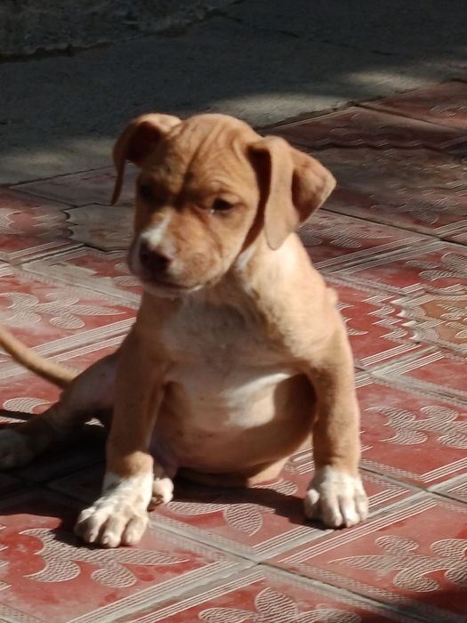 Продаются щенки Питбуль rednous