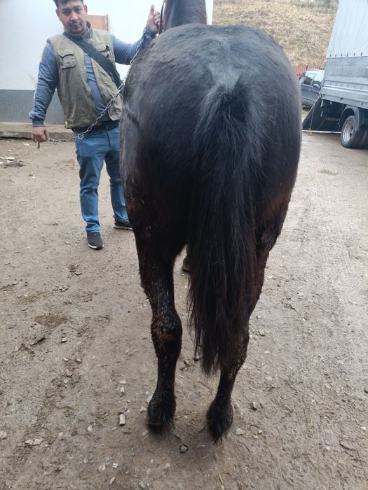 Vând o vițică de 7 luni și o mânză de 1 an și 4 lunii