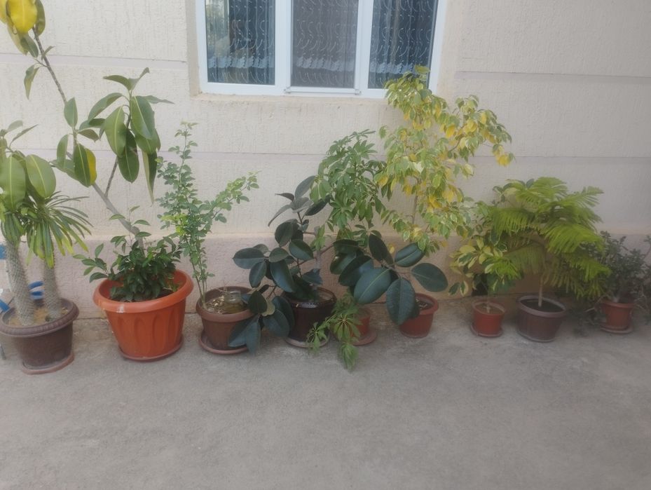 Комнатные цветы хорошие