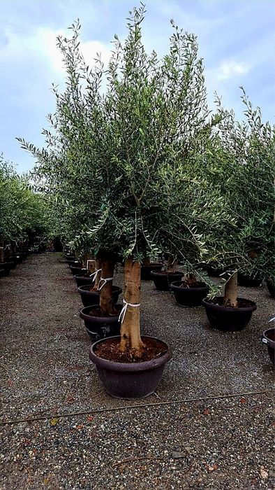 Maslin secular ( gros ) 2.5 - 3m olea europaea