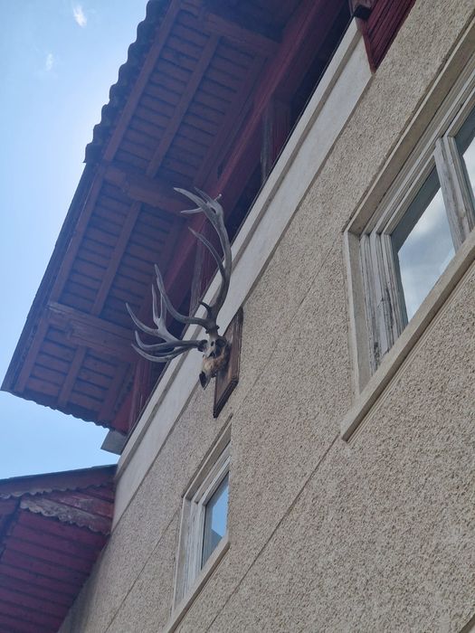 Trofeu cerb.mistret.mobila vanatorul